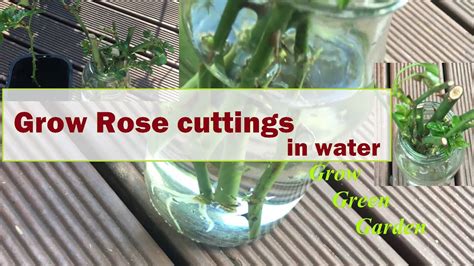 How To Grow Rose Cuttings In Water Youtube
