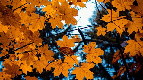 Download Maple Leaves Yellow Tree Branch Autumn 2560x1440 Wallpaper