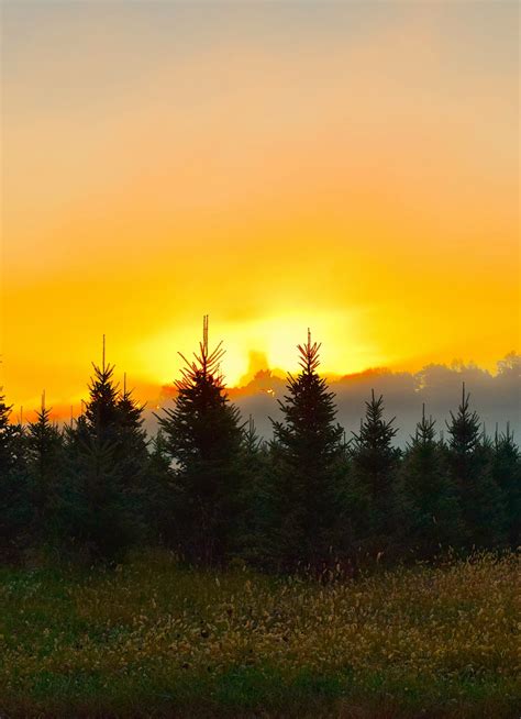 Download Wallpaper 840x1160 Sunrise Trees Landscape Skyline Iphone
