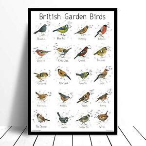 British Garden Birds Identification Chart