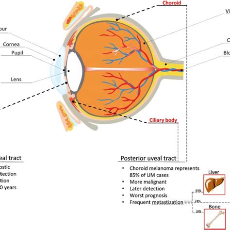 Eye Anatomy And Sites For Uveal Melanoma Development Iris Choroid And