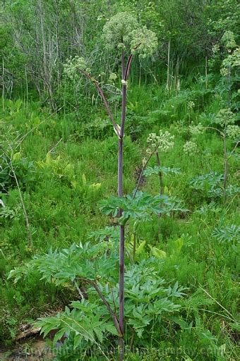 Photos And Characteristics Of Angelica Atropurpurea Purplestem Angelica