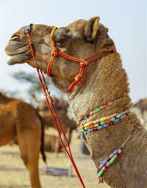 Pista Adornada Del Camello Feria De Pushkar Rajasthán La India Foto