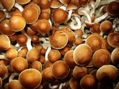 Overview Of Magic Mushrooms And Psilocybin
