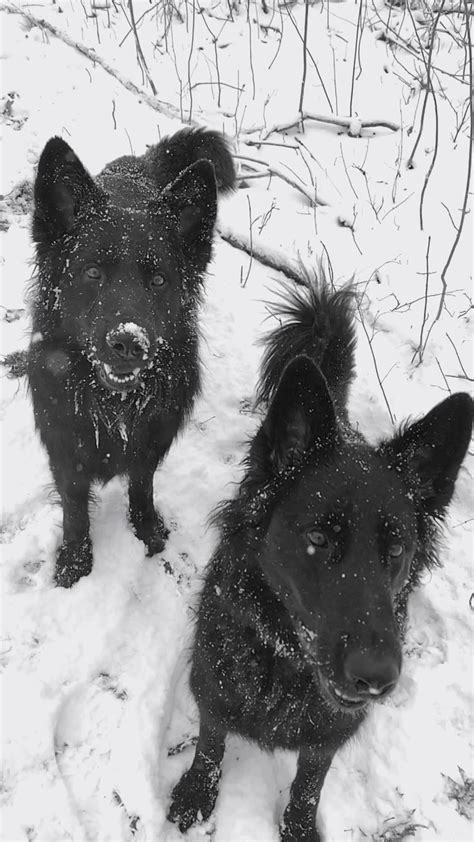 Snow Day Video In 2020 Black German Shepherd Puppies Black German