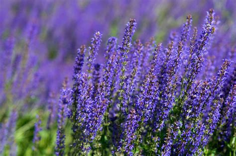 30 Best Plants With Purple Flowers To Grow Outdoors