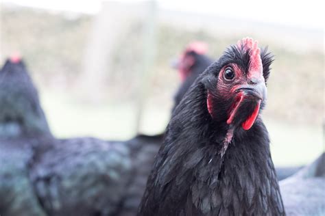 Foto Stok Gratis Tentang Ayam Ayam Betina Bangsa Burung