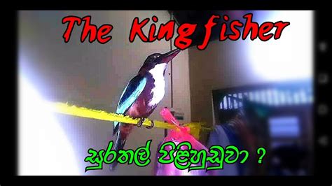 Kingfisher පිළිහුඩුවා Youtube