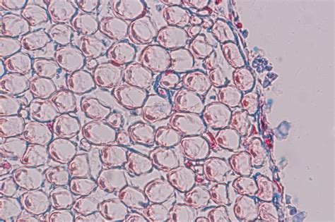 Anatomi Pendidikan Dan Sampel Histologis Manusia Di Bawah Mikroskop