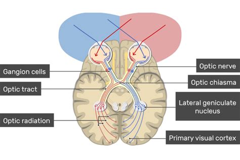 Visual Cortex Location Types And Functions Getbodysmart