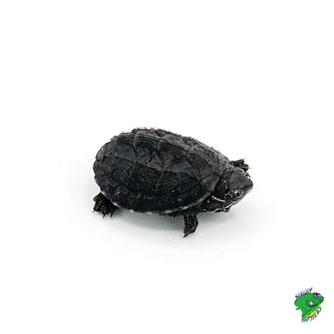 Common Musk Turtle Cb Baby Strictly Reptiles Inc