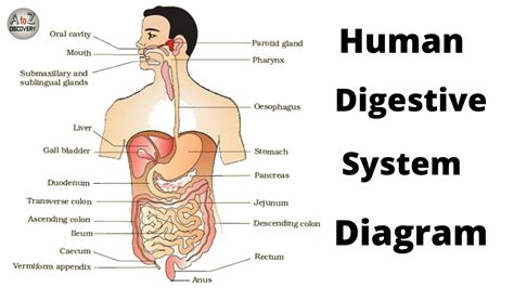 Draw A Neat And Labelled Diagram Of Human Digestive System Porn Sex Picture