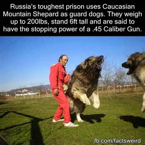 Russias Toughest Prison Uses Caucasian Mountain Shepard As Guard Dogs