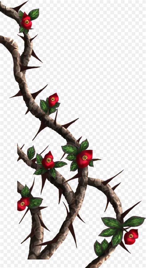 Thorns Spines And Prickles Rose Crown Of Thorns Drawing Clip Art Png