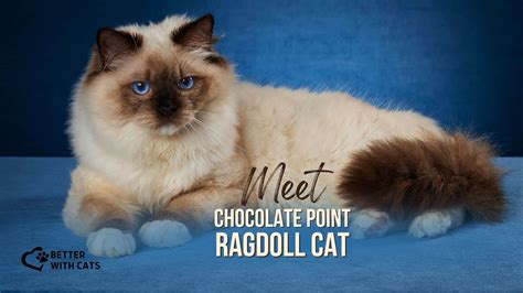 All You Need To Know About Chocolate Point Ragdoll Cat Better With Cats