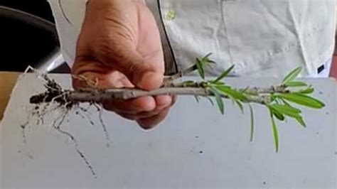 How To Grow Oleander From Cuttings In Water Or Soil Kaner Propagation