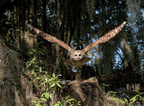 Barred Owl In Flight Photograph By John Ruggeri