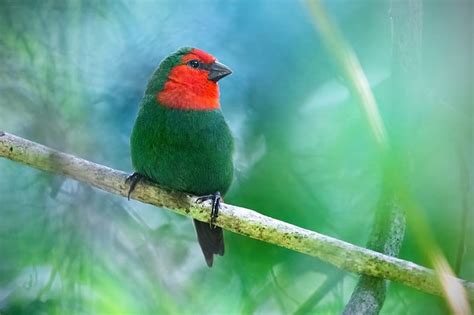 Red Headed Parrot Finch Animal World