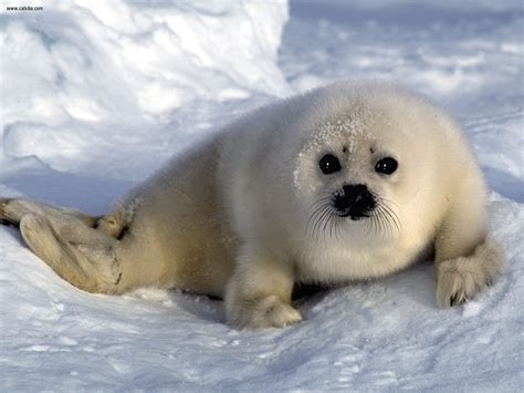Animals Harp Seal Pup Arctic Ocean Picture Nr 20037