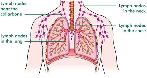 Diagram Lungs Images Diagramaica