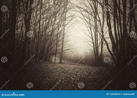 Dark Haunted Forest With Mysterious Fog Stock Image