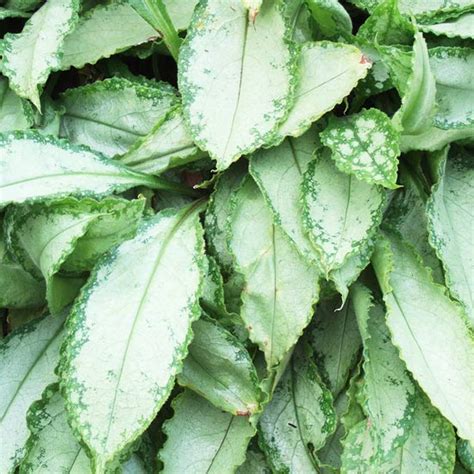 Check spelling or type a new query. Best Silver-Leaf Plants for Your Garden