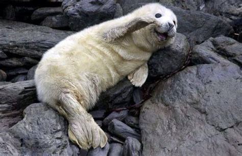 Image result for group of seals