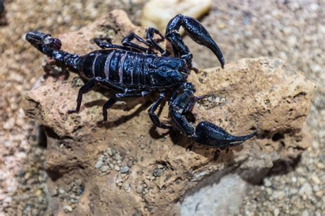 Black Scorpion Smuggling In Afghanistan Is Big Business Arab News