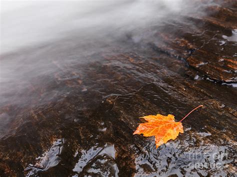 Red Maple Leaf Lying Close To Water Stream Photograph By Maxim Images