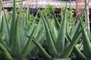 Aloe vera atau lidah buaya (aloe barbadensis miller) merupakan tanaman berduri yang berasal dari daerah kering di benua afrika. Cara Merawat Lidah Buaya - Rama Vera | Petani Budidaya ...