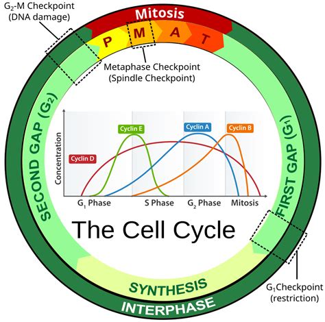 Stages Of Mitosis In The Blastula Of A Whitefish Lab Manual For