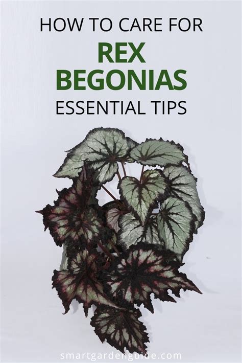 rex begonia care indoors simple tips for success smart garden guide in 2022 begonia