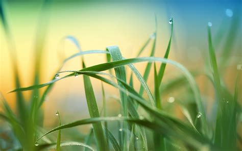 Download 3840x2400 Wallpaper Drops Grass Nature Blur