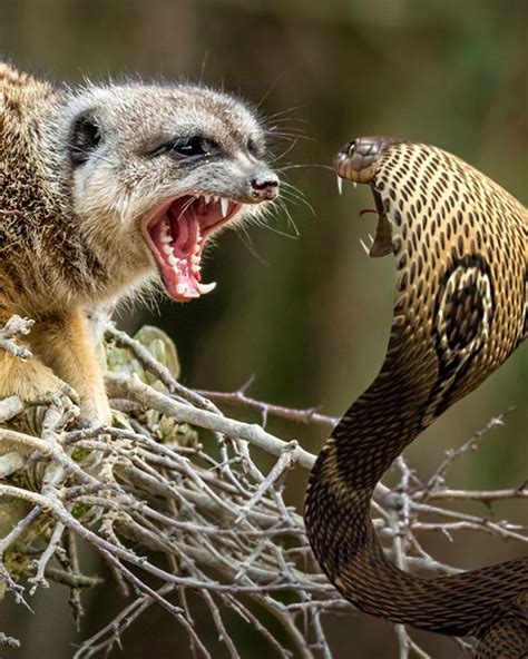 Crazy Creatures How Does This Tiny Mongoose Kill King Cobras