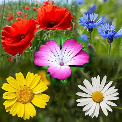 100 Pure Cornfield Wild Flower Seed Meadow And Flowers 100g By Pretty