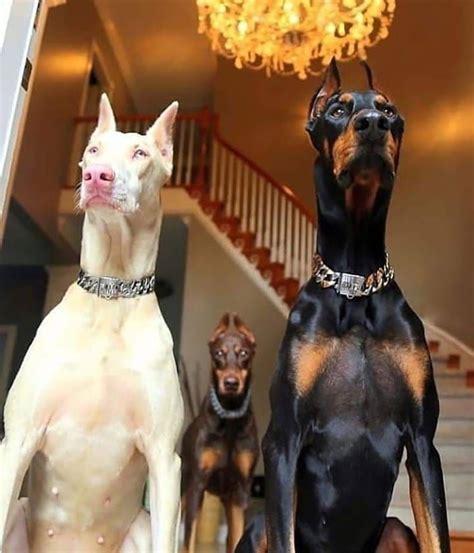 Two Doberman Dogs Standing Next To Each Other In Front Of A Chandelier