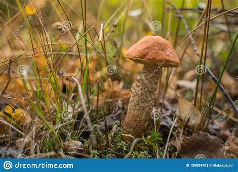 Boletus Edulis Beautiful Edible Mushroom Growing In The Forest Stock