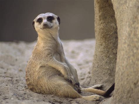Meerkats Wallpapers Fun Animals Wiki Videos Pictures