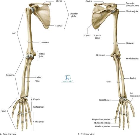 Joints Of The Upper Limb Anatomymovement And Ligament Involvement How