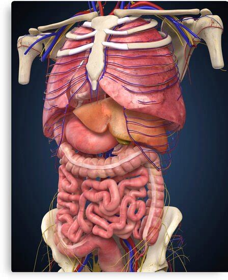 Collection by oil expeller oil presser. "Midsection view showing internal organs of human body ...