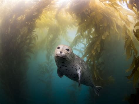 Faeralyn Kelp Forest Underwater Photography Underwater Photography
