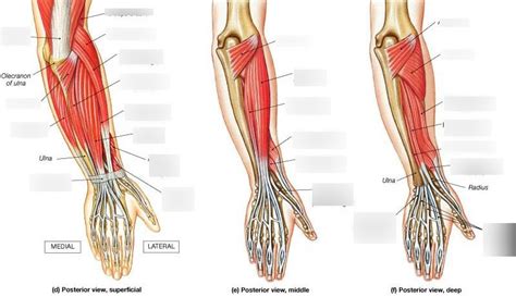Posterior Arm Muscles Labeled Howtocutbangsathomefaceshapes