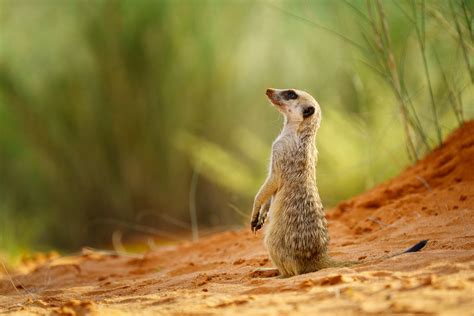 Cute Meerkat Baby Standing Upright Observing Sky Meerkat Pictures
