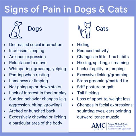 Pain In Dogs And Cats The Animal Medical Center
