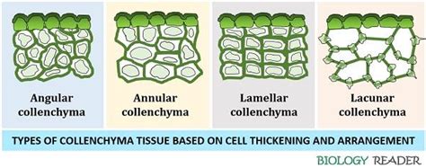 What Is Collenchyma Tissue Definition Characteristics Types