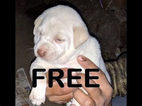 If you're facing hot weather. free mix puppies for adoption | Puppy adoption