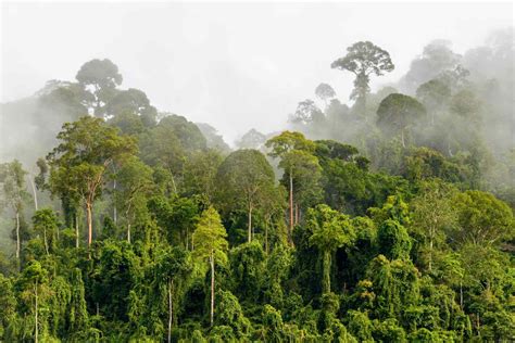 Tropical Rainforest Biome Trees