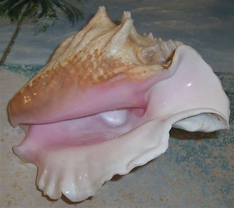 Large 9 Adult Florida Keys Beach Collected Queen Pink Etsy In 2023