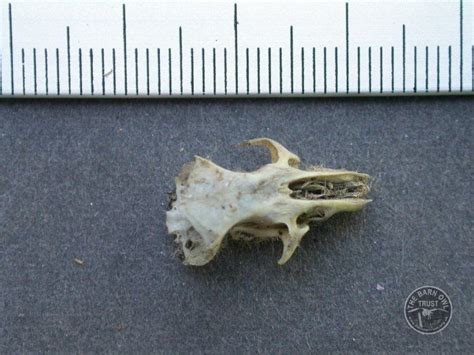 Owl Pellet Contents Small Mammal Bone Identification Guide Owl