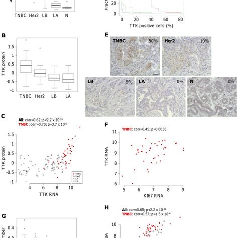 High Expression Of Ttk In Human Triple Negative Breast Cancers A And